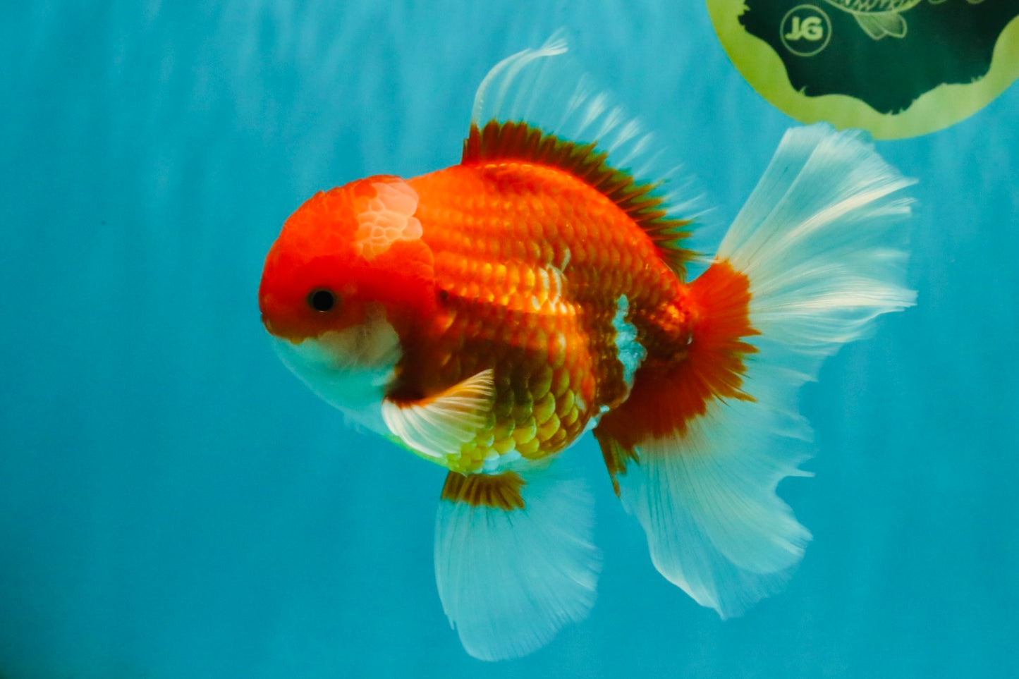 A Grade Red White Oranda Male 6 inches #081426OR_11