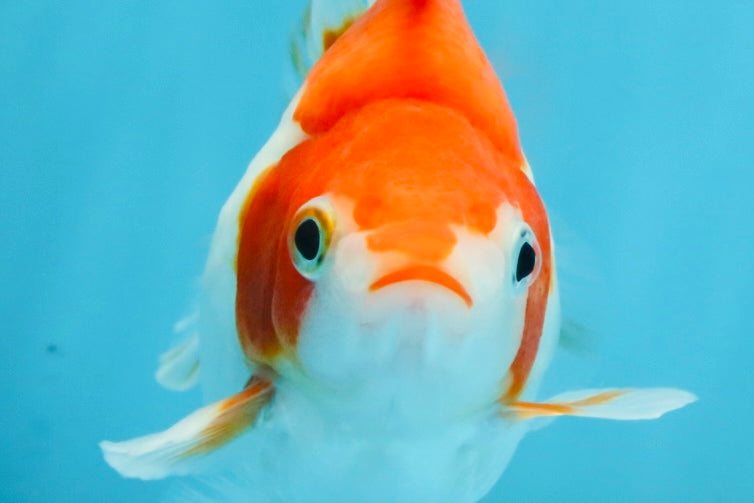 A Grade Red White Ryukin Female 4.5 inches #111425RK_09