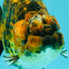 A Grade Strong Body Structure Tiger Ranchu Female 5 inches #061926RC_10