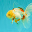 A Grade Lipstick Red White Oranda Male 5.5-6 inches #102326OR_14