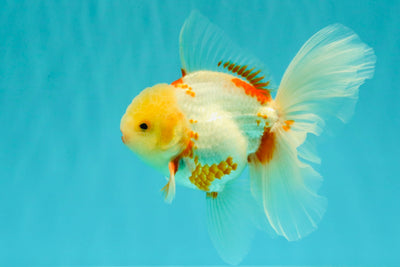 A Grade Lipstick Red White Oranda Male 5.5-6 inches #102326OR_14