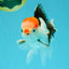 CLOWN A Grade Tricolor Oranda Male 5-5.5 inches #032026OR_14