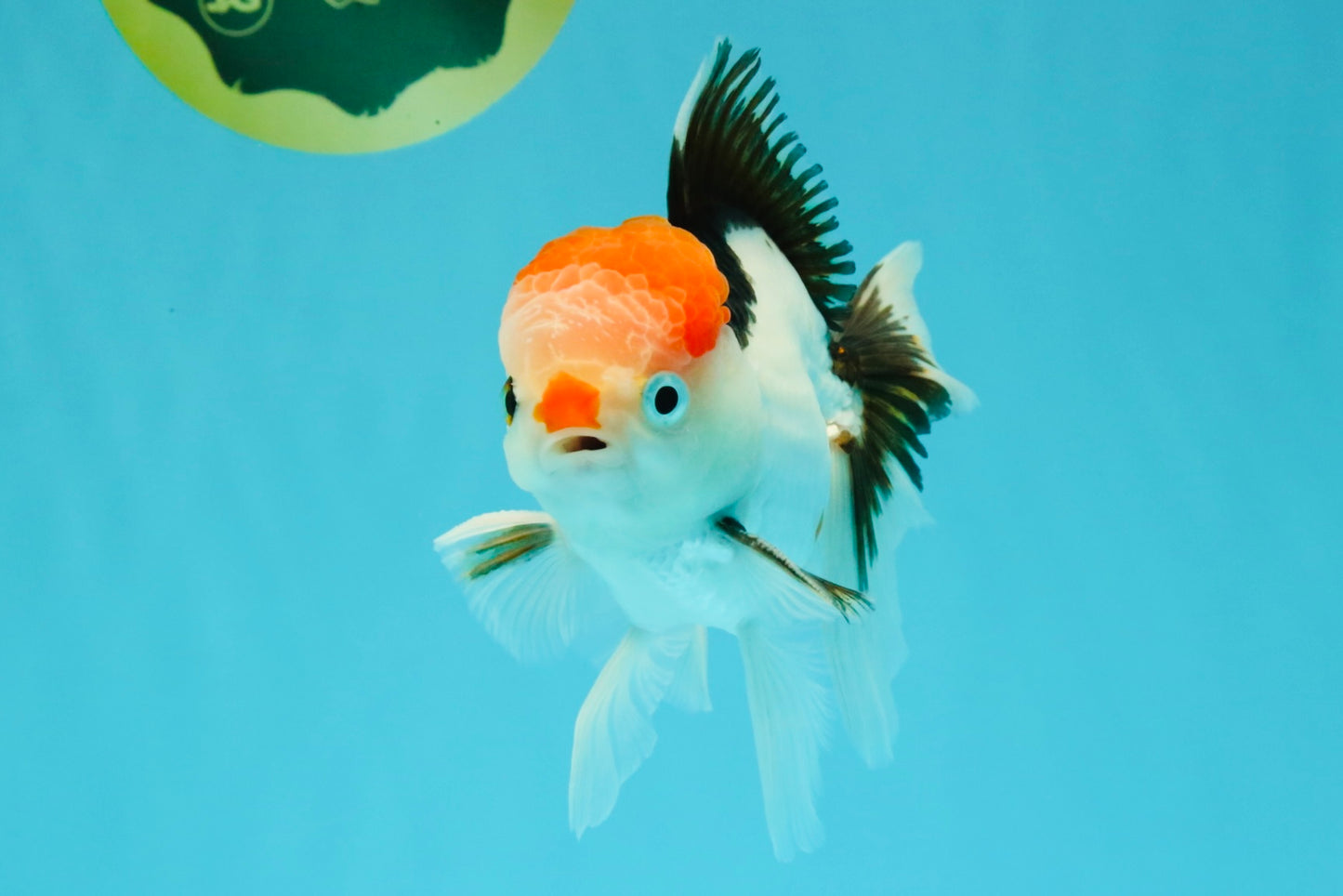 CLOWN A Grade Tricolor Oranda Male 5-5.5 inches #032026OR_14