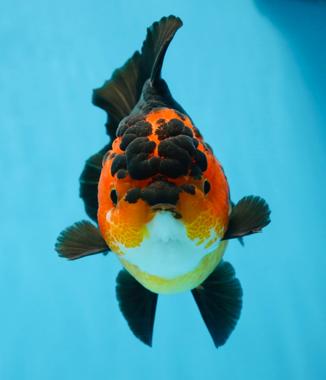 AAA Grade FIRE Apache Yuanbao Female 5-5.5 inches #091925YB_19