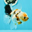 Oranda hembra de calidad A, única, de 4,5 pulgadas, n.º 0607OR_10