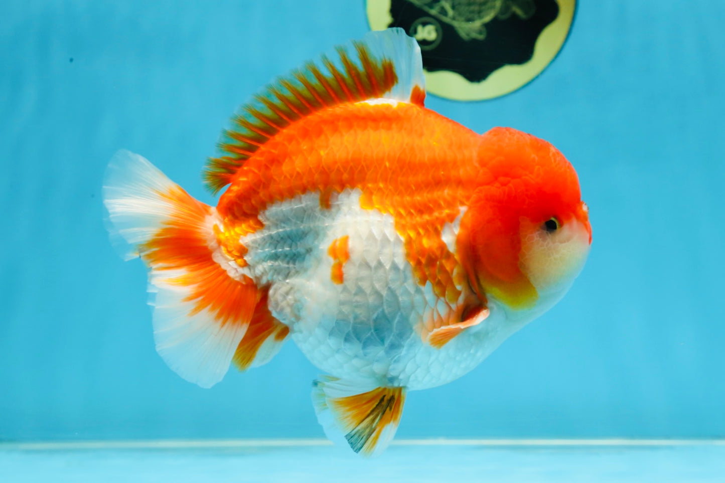 SHOW GRADE Godzilla Red White Yuanbao Male 5.5 inches #101025YB_27