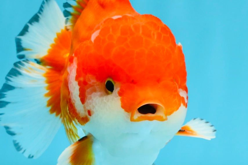 SPECIAL AAA Grade Red White Yuanbao Male 5-5.5 inches #032726YB_02