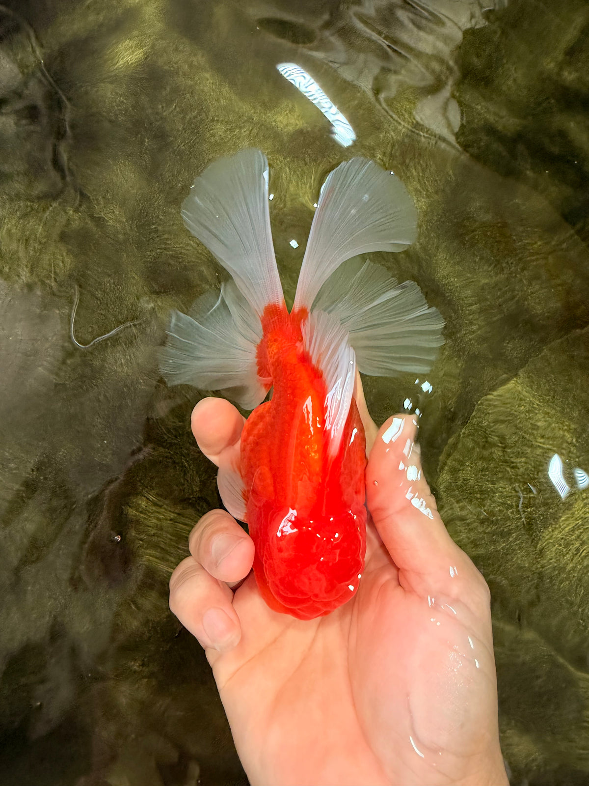 A Grade Red White Oranda Male 5.5 inches #102326OR_21