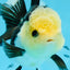 AAA Grade Panda Button Eyes Oranda Female 4.5-5 inches #0927OR_29