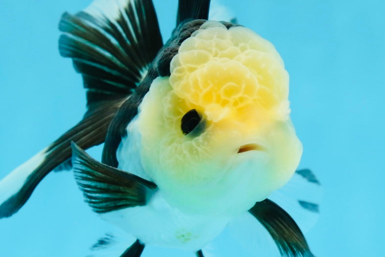 AAA Grade Panda Button Eyes Oranda Female 4.5-5 inches #0927OR_29