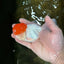 A Grade Red Cap Oranda Male 4.5-5 inches #050925OR_46