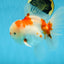 AAA Grade CHONKY Sakura Oranda Male 6 inches #082225OR_10