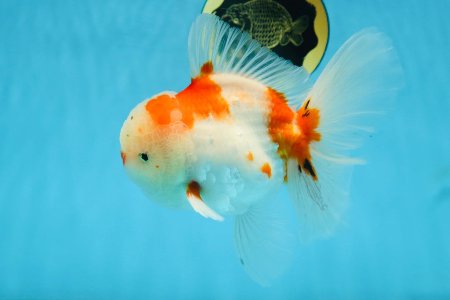 AAA Grade CHONKY Sakura Oranda Male 6 inches #082225OR_10