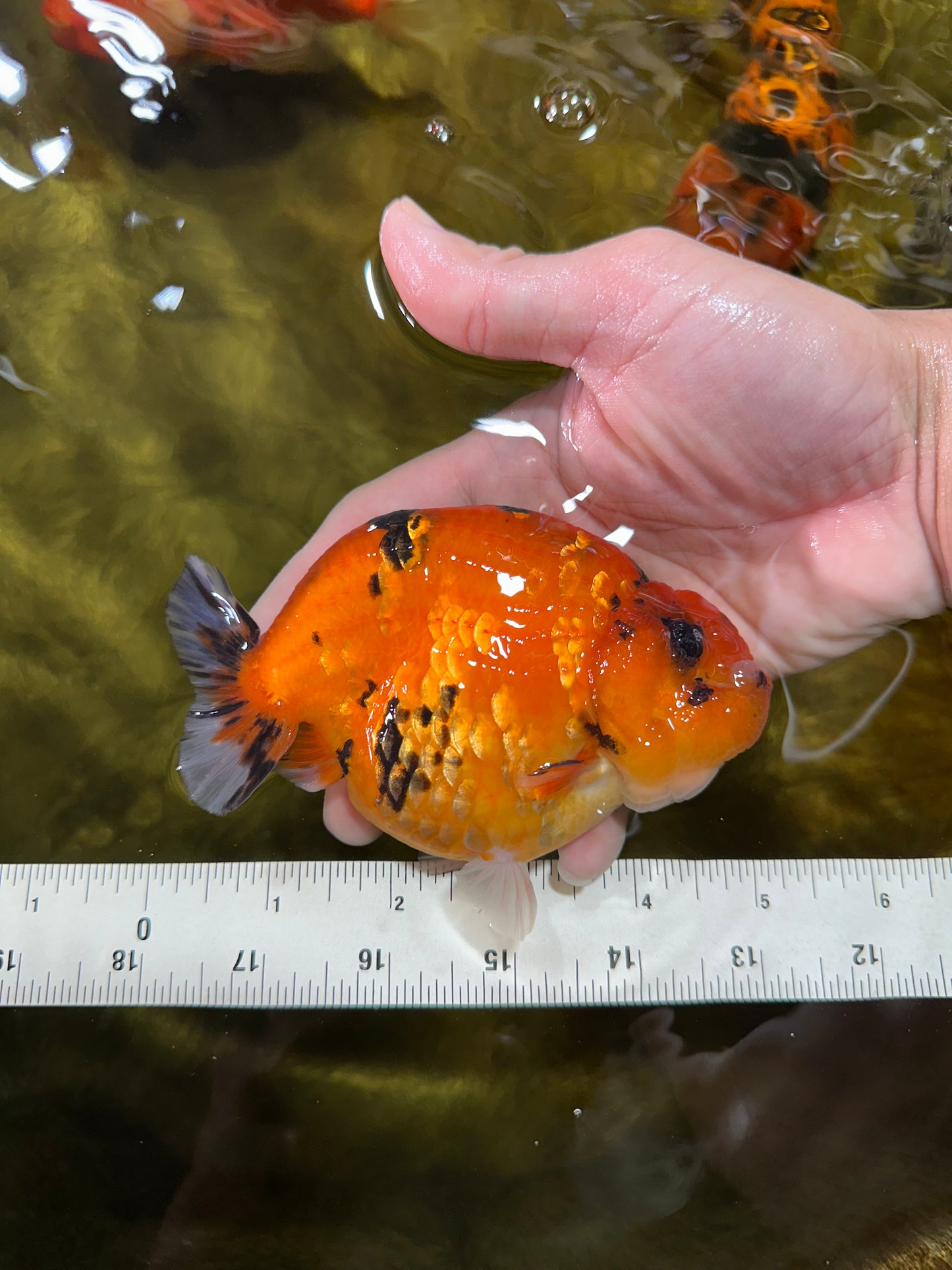 AAA Grade Cow Tiger LionKing 5 inches #050925LC_01