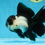 A Grade Panda Oranda Female 5.5 inches #081525OR_15