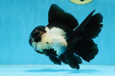 A Grade Panda Oranda Female 5.5 inches #081525OR_15
