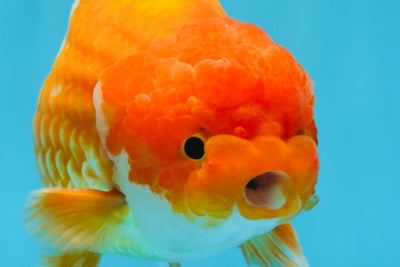 A Grade Red White LionKing 5.5 inches #091925LC_22