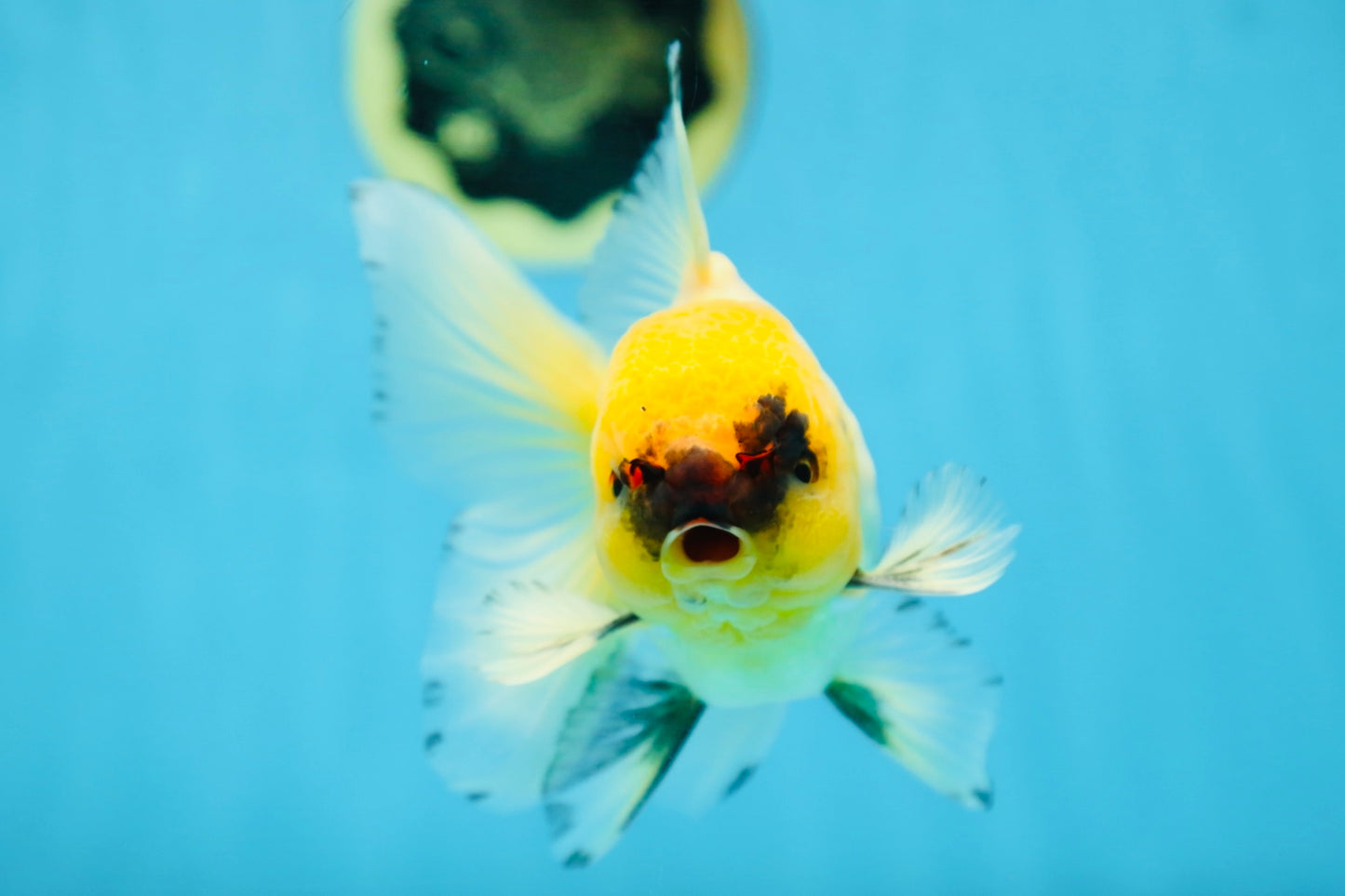 A Grade UNIQUE Lemonhead Oranda Male 5-5.5 inches #090525OR_13
