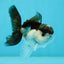 Panda Oranda Male 3.5 inches #1004OR_31