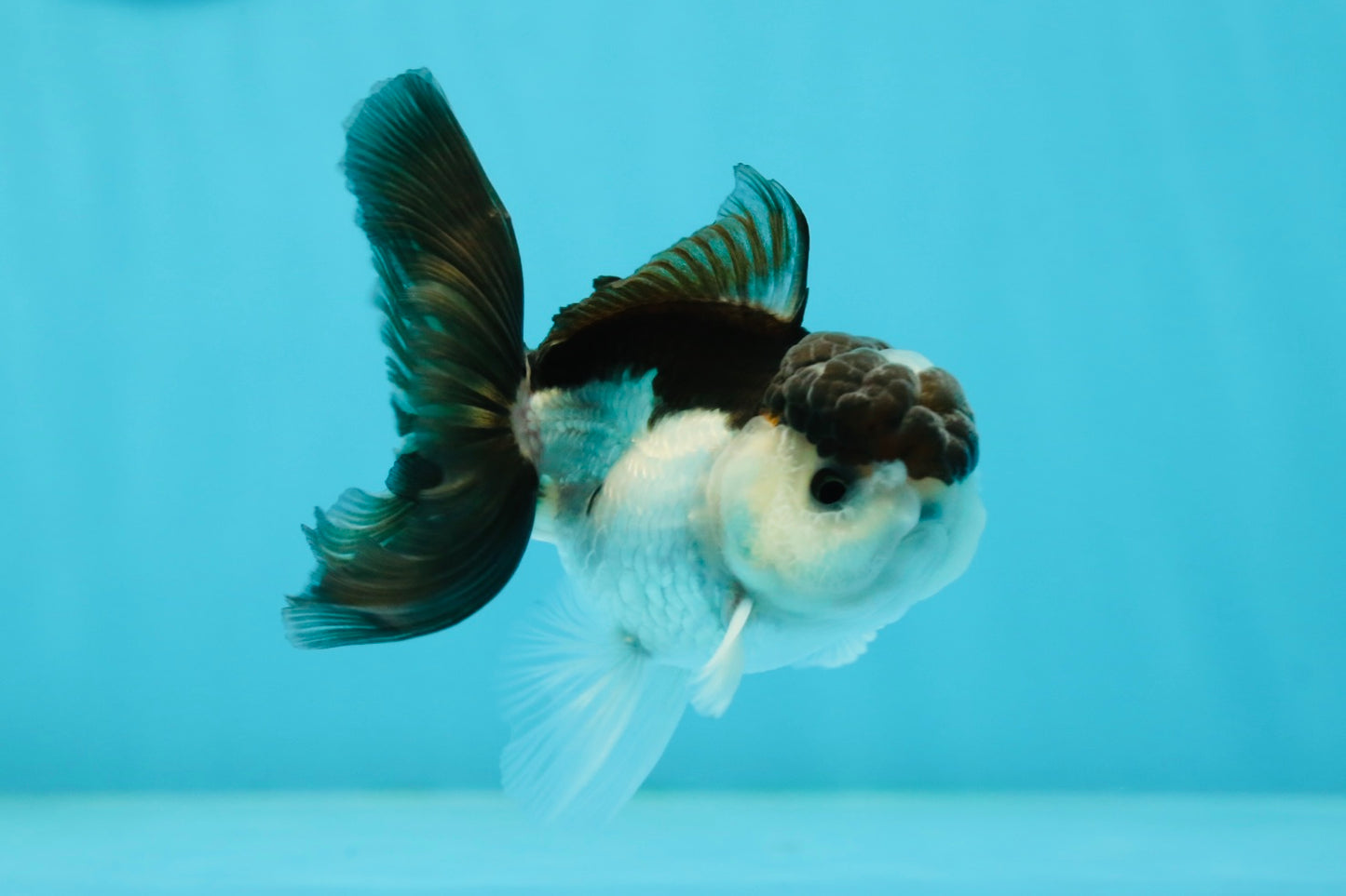 Panda Oranda Male 3.5 inches #1004OR_31