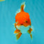 A Grade Red White Oranda Male 5.5-6 inches #041726OR_13