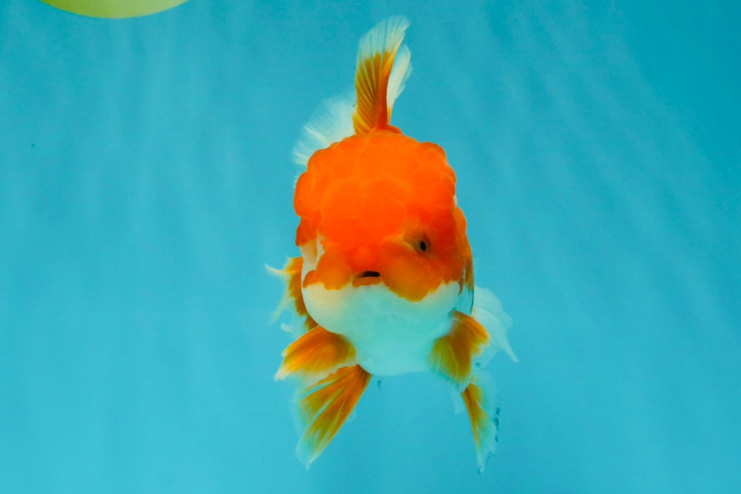 A Grade Red White Oranda Male 5.5-6 inches #041726OR_13