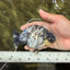 CHUBBY AAA Grade White Tiger Ranchu Male 4.5-5 inches #073126RC_10
