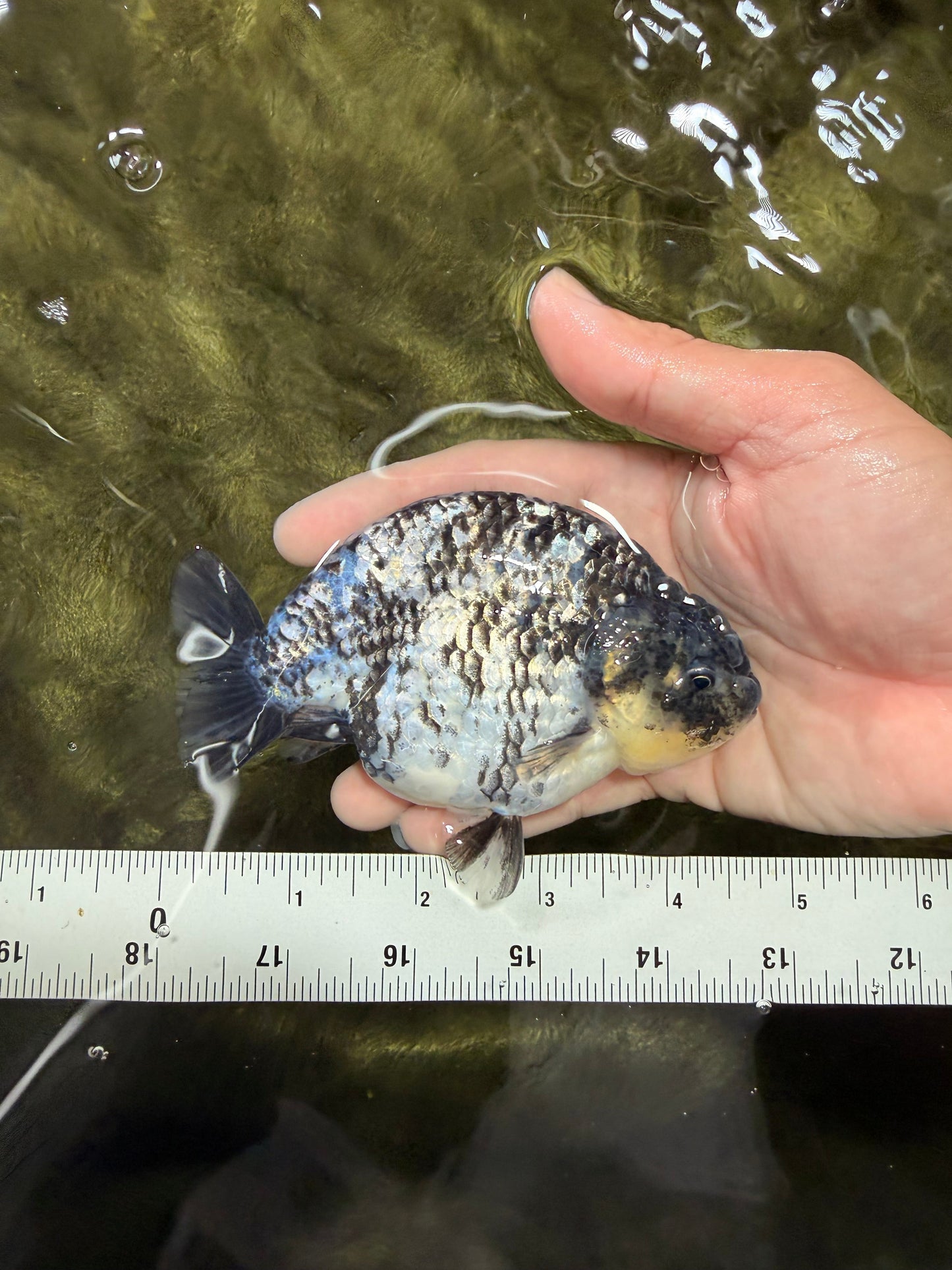 CHUBBY AAA Grade White Tiger Ranchu Male 4.5-5 inches #073126RC_10