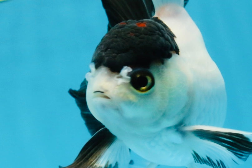 Panda Button Eyes Oranda Male 5-5.5 inches #112125OR_20