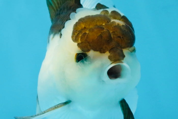 Panda Oranda Male 5-5.5 inches #112125OR_21