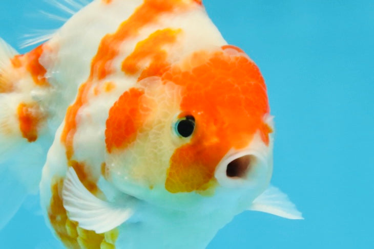 A Grade Young Godzilla Kohaku Sakura Yuanbao Male 4.5 inches #101725YB_28