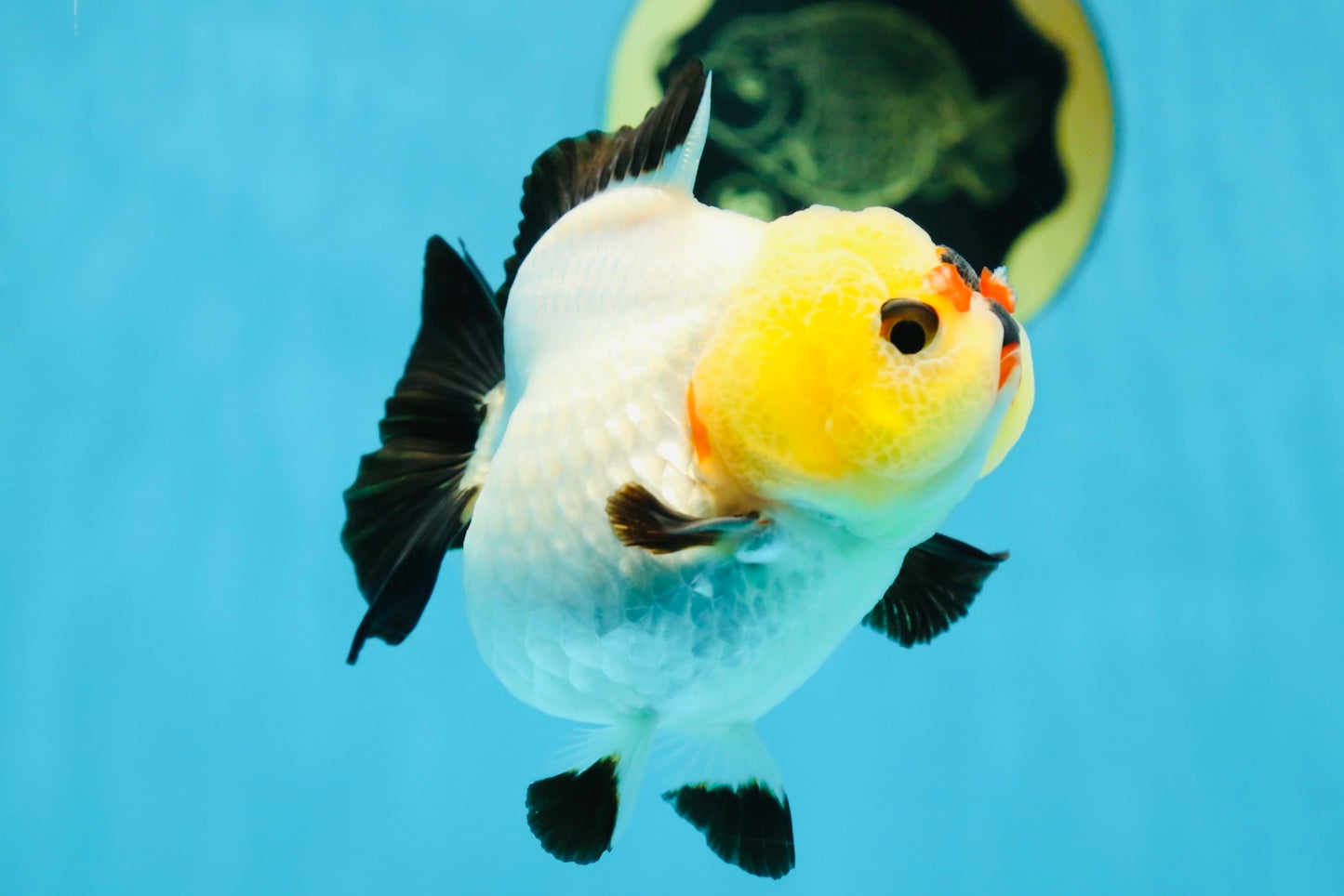 A Grade Pompom Tricolor Button Eyes Yuanbao Female 3.5-4 inches #062725YB_11