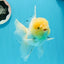 AAA Grade Lemonhead Rose Tail Oranda Male 5.5 inches #0503OR_08