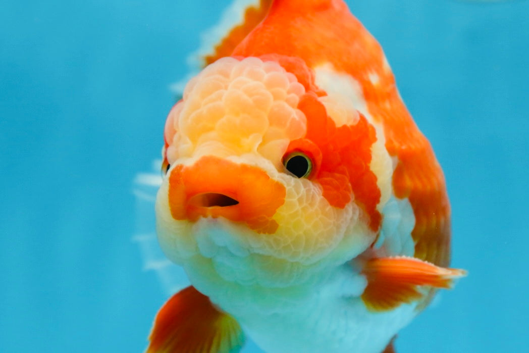 AAA Grade PULLDOG Godzilla Red White Yuanbao 5-5.5 inches #080825YB_25