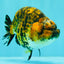 A Grade Strong Body Structure Tiger Ranchu Female 5 inches #061926RC_10