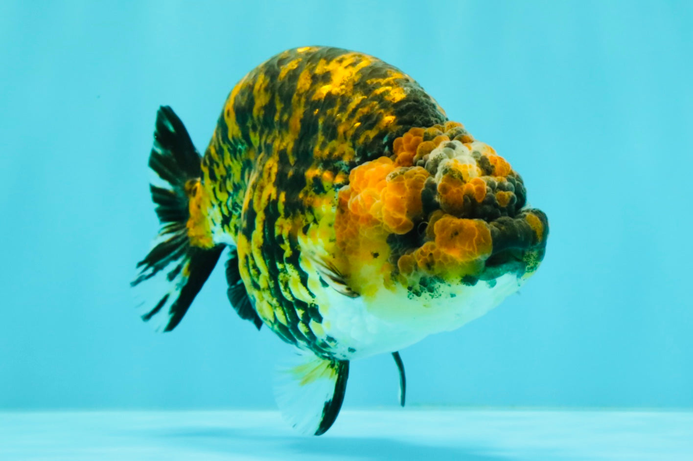 A Grade Strong Body Structure Tiger Ranchu Female 5 inches #061926RC_10