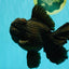 KING KONG AAA Grade Black Oranda Female 6.5-7 inches #100226OR_31