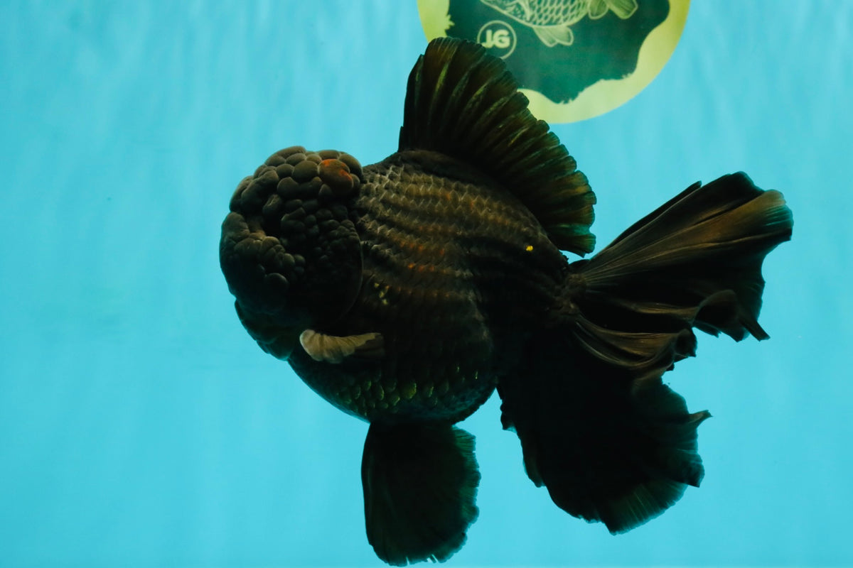 KING KONG AAA Grade Black Oranda Female 6.5-7 inches #100226OR_31