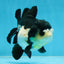 Chubby Pompom Panda Button Eyes Yuanbao Male 4.5 inches #071125YB_16