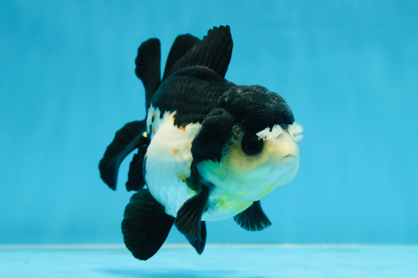 Chubby Pompom Panda Button Eyes Yuanbao Male 4.5 inches #071125YB_16