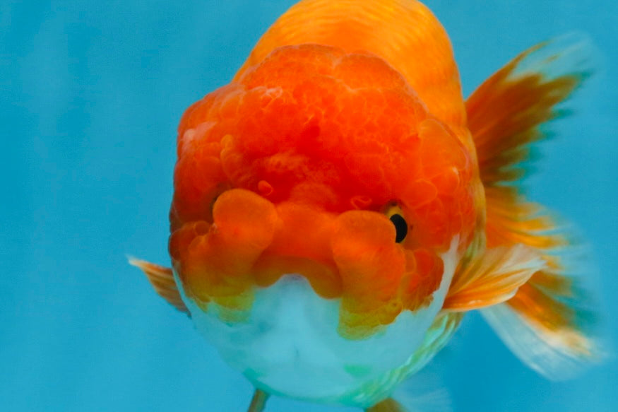 A Grade Red White LionKing 5.5 inches #091925LC_22