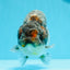 Femelle Ranchu Kirin Blue Base de qualité AAA 5,5 pouces #0503RC_31