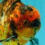 AAA Grade Tiger Oranda Male 6-6.5  inches #071026OR_36