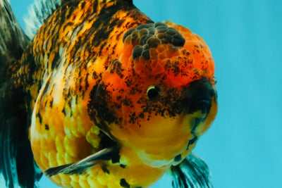 AAA Grade Tiger Oranda Male 6-6.5  inches #071026OR_36