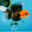 A Grade Tricolor Oranda Female 5-5.5 inches #080825OR_12