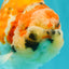 CHUBBY AAA Grade Diamond Scale Tricolor  Ranchu Male 5.5-6 inches #101626RC_26