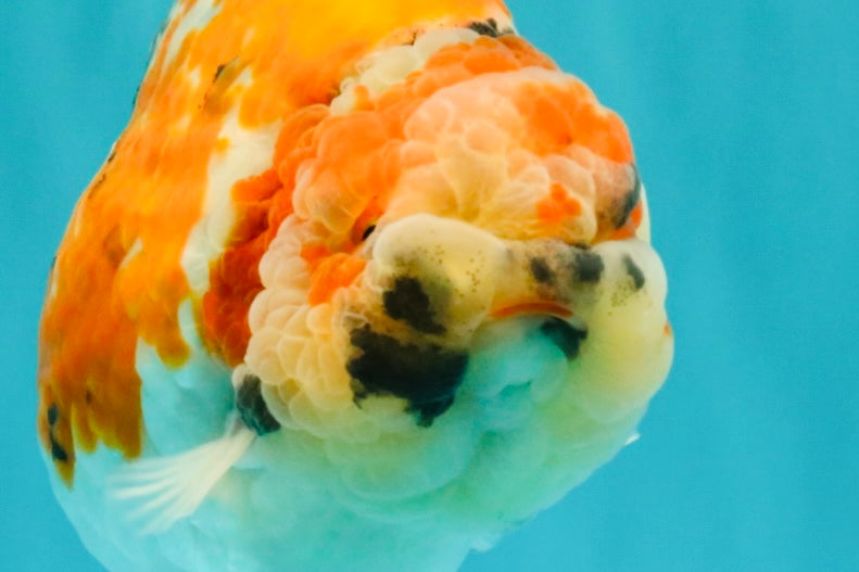 CHUBBY AAA Grade Diamond Scale Tricolor  Ranchu Male 5.5-6 inches #101626RC_26