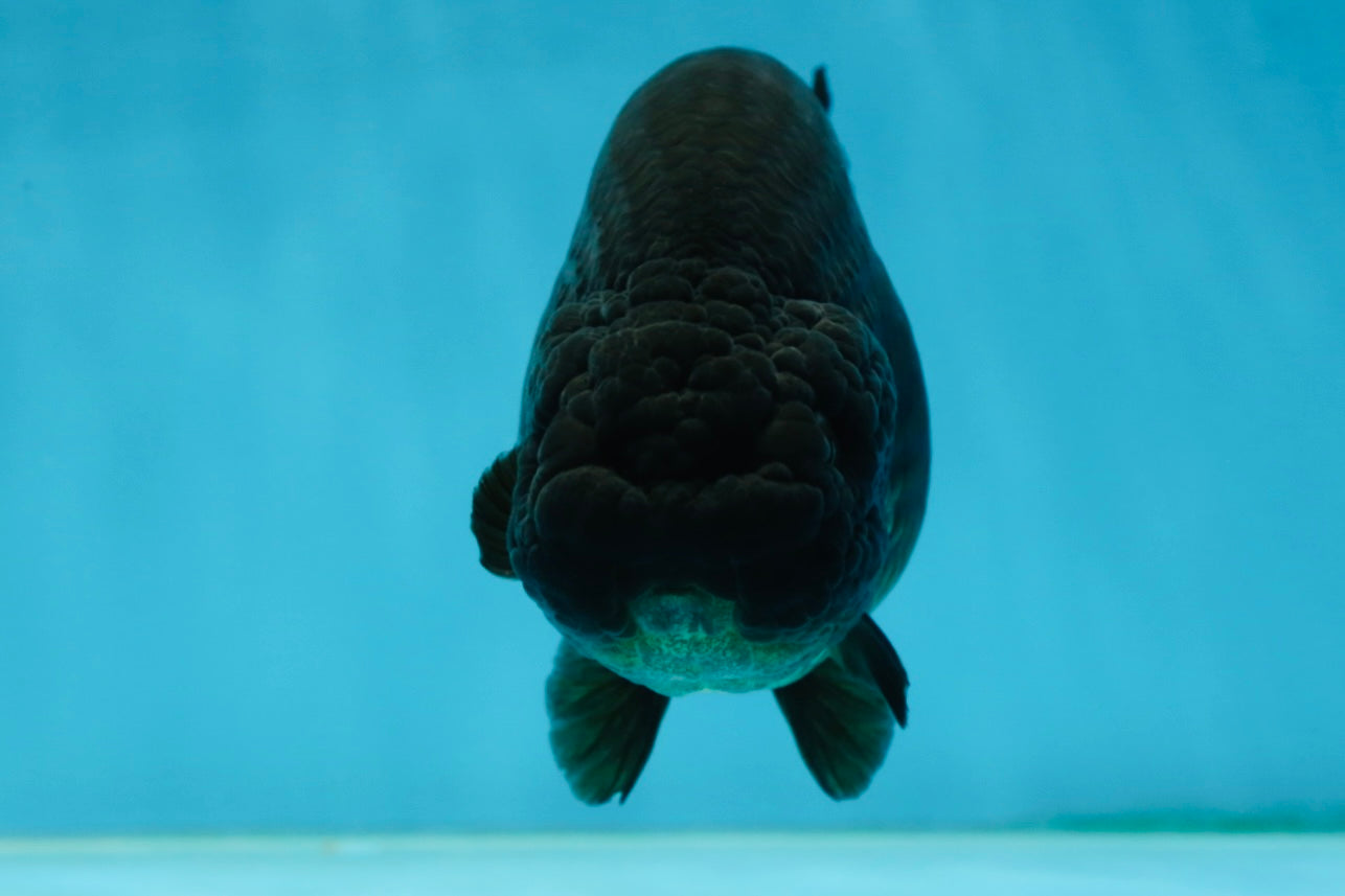 AAA Grade Black LionQueen 5 inches #062725LC_05