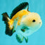 A Grade Tricolor Yuanbao Male 4.5-5 inches #082126YB_24