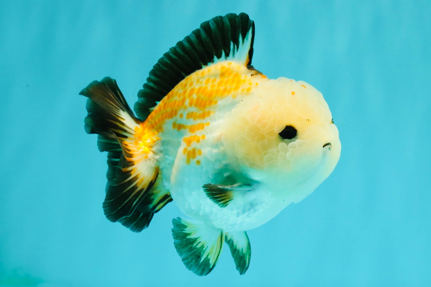 A Grade Tricolor Yuanbao Male 4.5-5 inches #082126YB_24